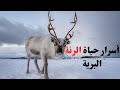 سلوكيات غامضة   لماذا تستطيع الرنة النوم وهي تعض طعامها حالتي