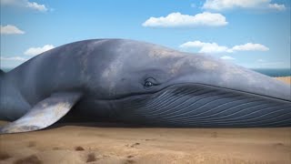 Чудесное спасение кита Томас и его друзья ⭐Весь эпизод ⭐ Мультик про Паровозика Томаса