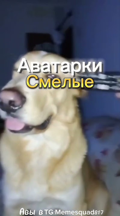 Авы:Смелые|#авы #аватарки #edit #мем #приколы #meme #memes #phonk - YouTube
