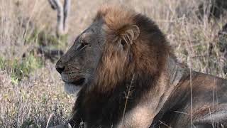 Black Dam Male unites with Lioness