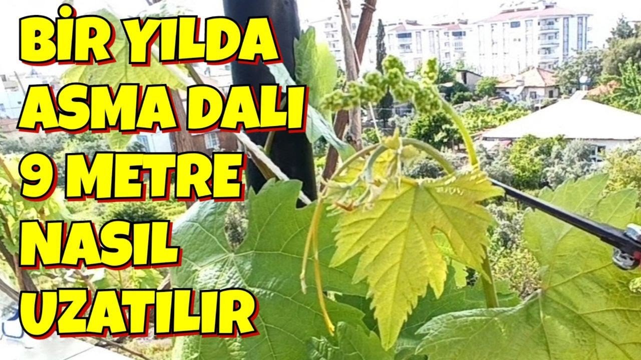 Bir Yılda Asma Dalını 9 Metre Uzatmak