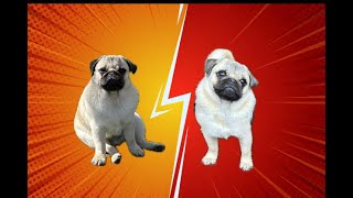 Good Pug vs Bad Pug