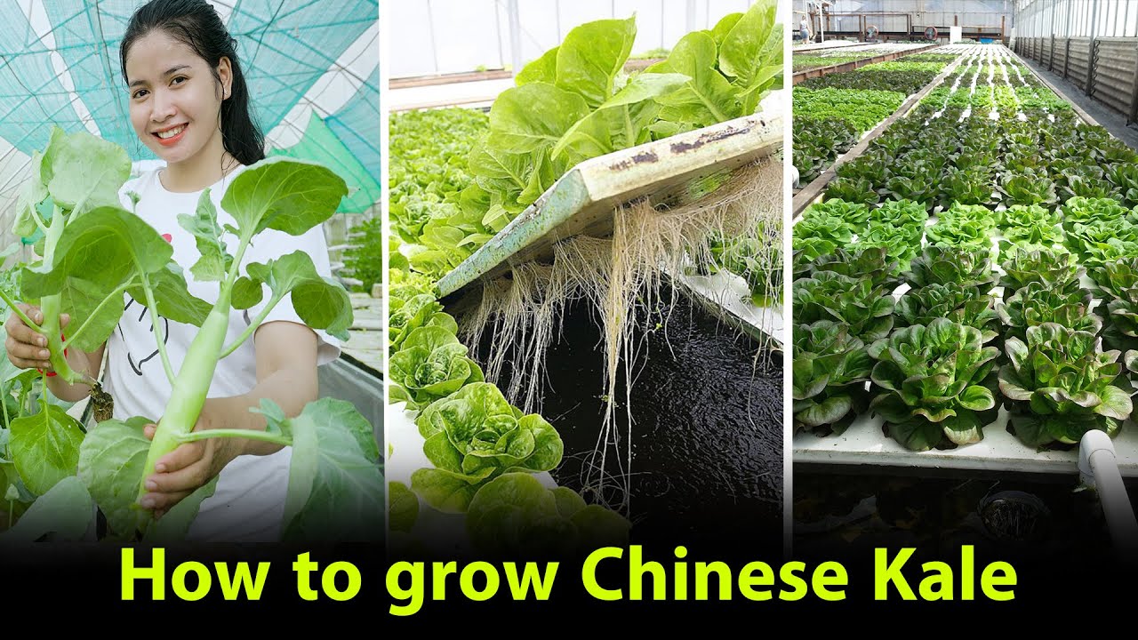 Easy way to grow Chinese Kale on Hydroponic system YouTube