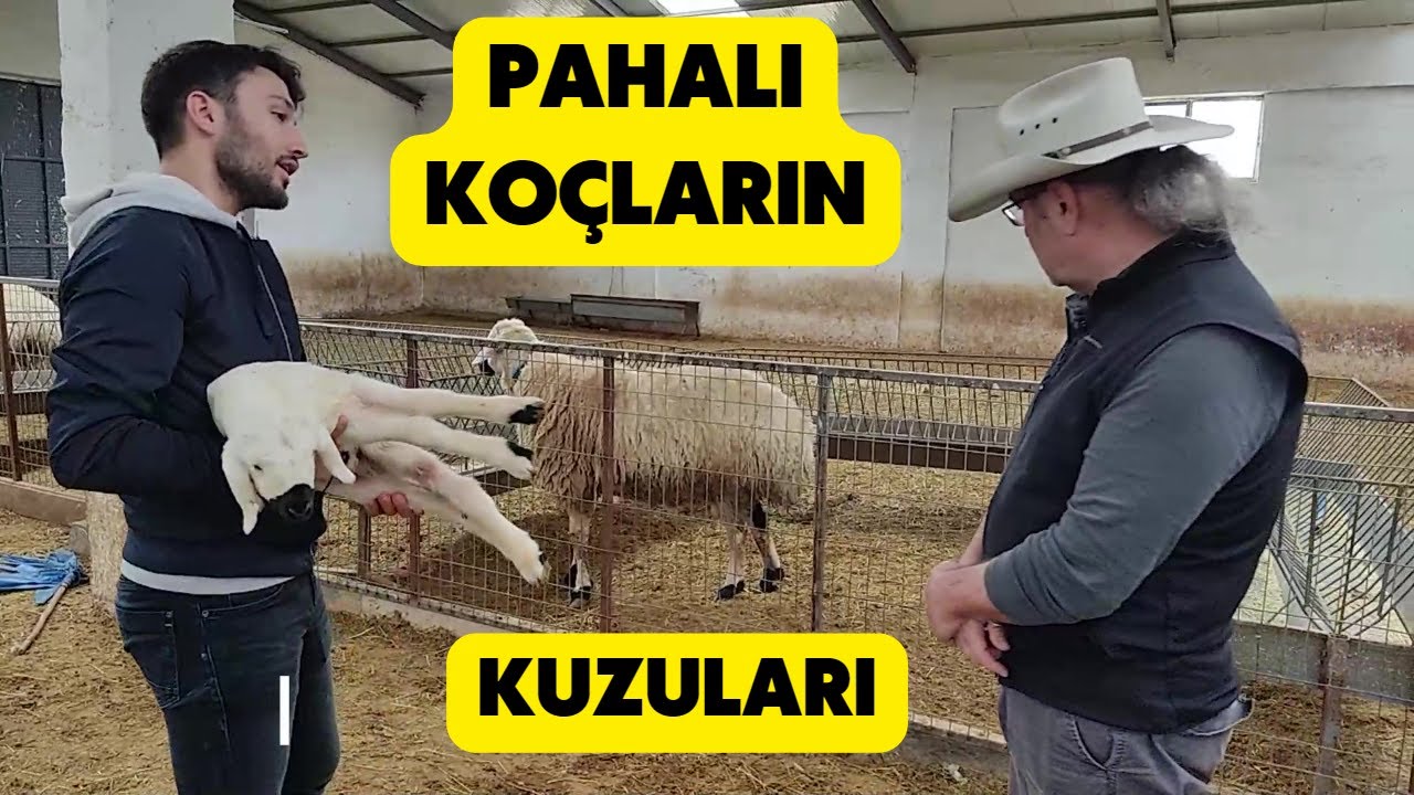 BU KUZULARIN BABALARI KİM? (Pahalı Koçların Değerli Kuzuları?)