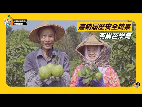 高雄市燕巢區產銷履歷番石榴
