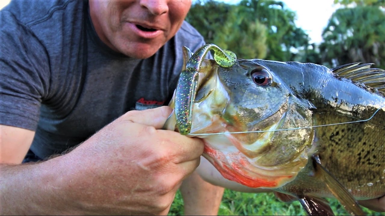 My Biggest Big Peacock BASS Ever YouTube