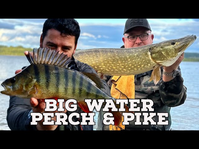 Big Water Perch & Pike, Dropshotting for Big Perch