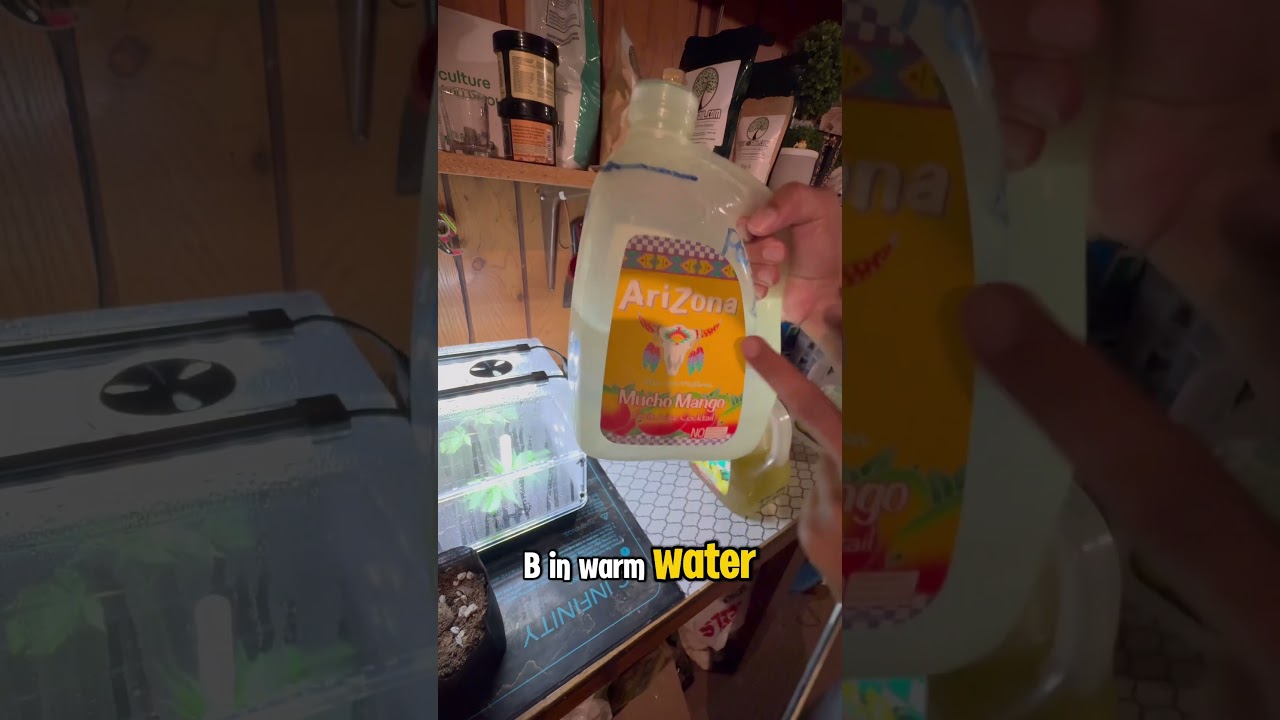 🌱DIY Liquid Nutrients with Jack’s 3-2-1 🌱For big autoflowers🌱