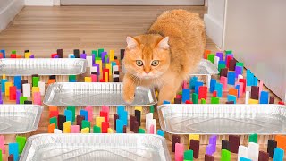Can Cats Beat Dominoes Obstacle Course!