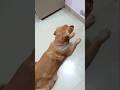 Papa vs Bella: Training Challenge! 🐾 | Kya Bella ne saari commands seekh li? 🤔 #DogTraining