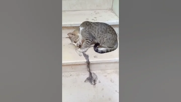This Aggressive Mother Cat Eats Her Kitten At Once #Shorts - DayDayNews