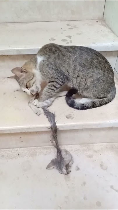 This Aggressive Mother Cat Eats Her Kitten At Once #Shorts