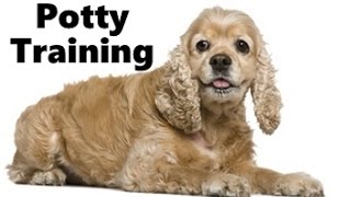How To Potty Train An American Cocker Spaniel Puppy - American Cocker Spaniel Training Puppies