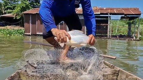 chú sáu chài trúng cá nhiều giữ lắm mọi người ơi cá cóc bự cá ét mè dinh to nữa mọi người