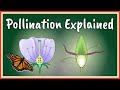 La pollinisation explique