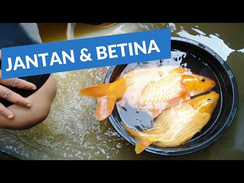 Video: Perbedaan Antara Ikan Mas Jantan Dan Betina