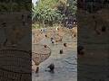 Traditional polofishing in village pond  #fishing #shortsviral #eelcatch