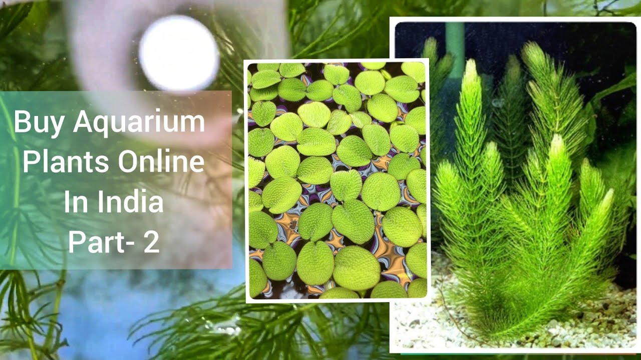 How To Buy Aquarium Plants Online In India Part 2 Buy Aquarium Plants