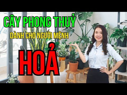 Mệnh Hỏa Hợp Cây Gì Nhất? Cây Phong Thủy Cho Người Mệnh Hỏa Nhiều Tài Lộc