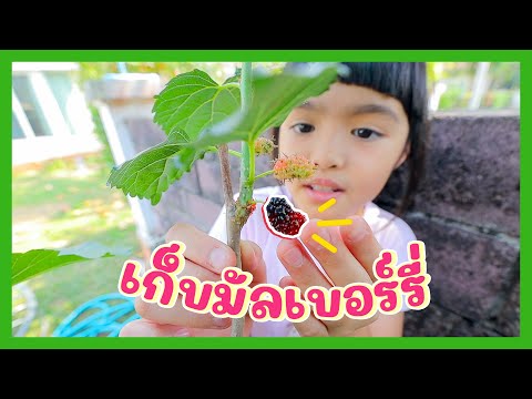 YimYamFamily | เก็บมัลเบอร์รี่