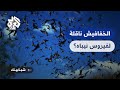 تحذيرات طب ية من مخاطر انتشار فيروس نيباه بسبب الخفافيش 