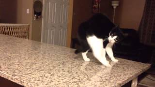 Cat crip walks