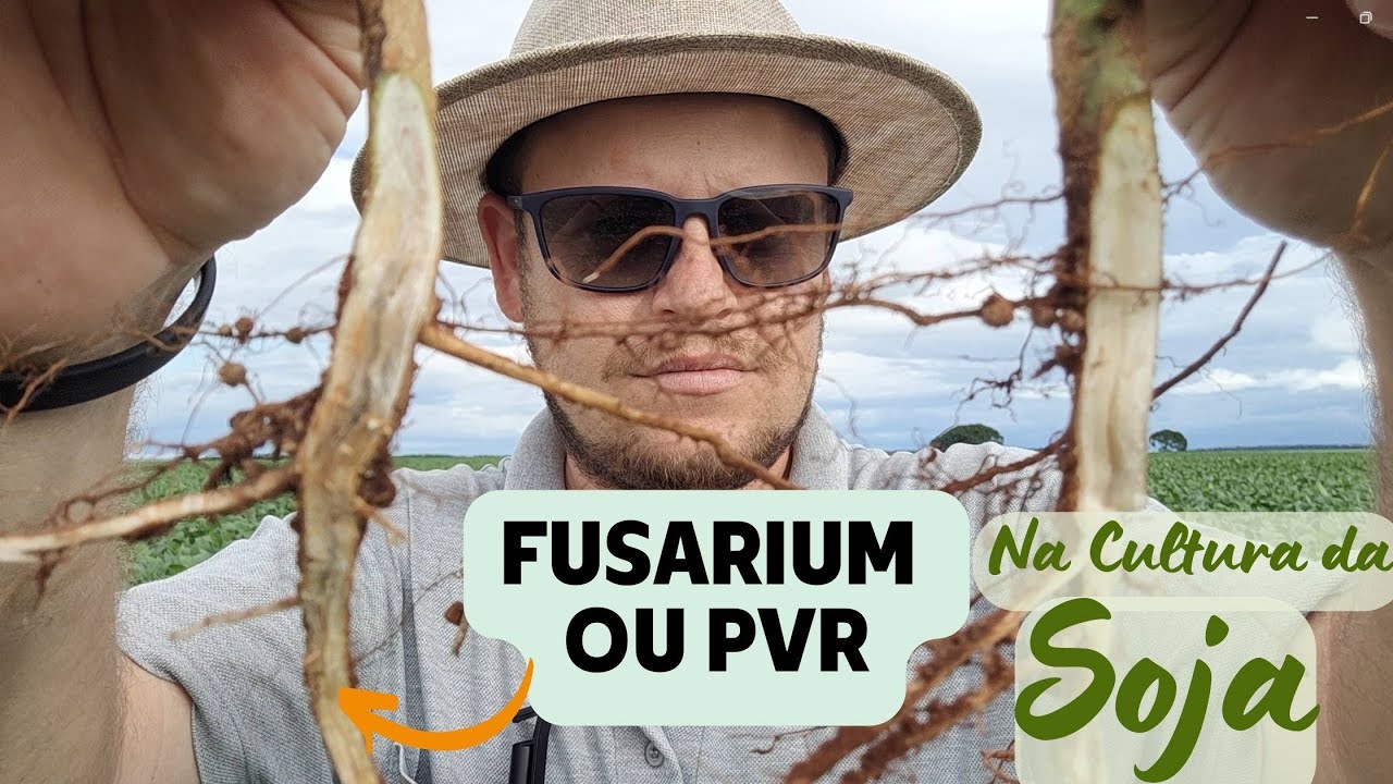 FUSARIUM | Fusariose - Morte Súbita - Podridão Vermelha da Raiz (PVR) Aprenda a Identificar na Soja