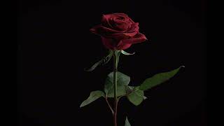 Lolo Zouaï - Desert Rose (slowed/reverb) Resimi