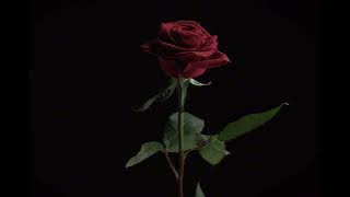 Lolo Zouaï - Desert Rose (slowed/reverb)