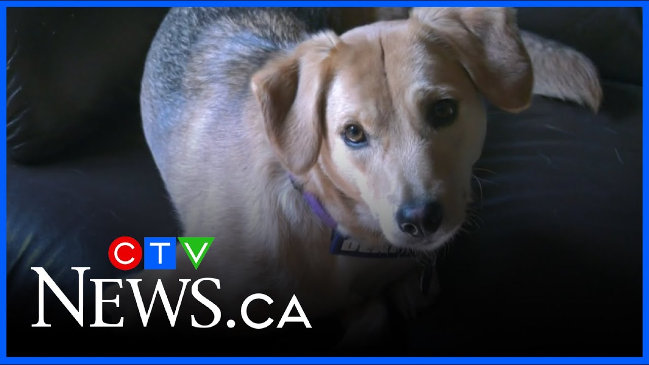 Barrie OSPCA calls for fosters with plenty animals in need