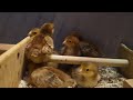 Building a perch for your chickens Building a perch for your chickens