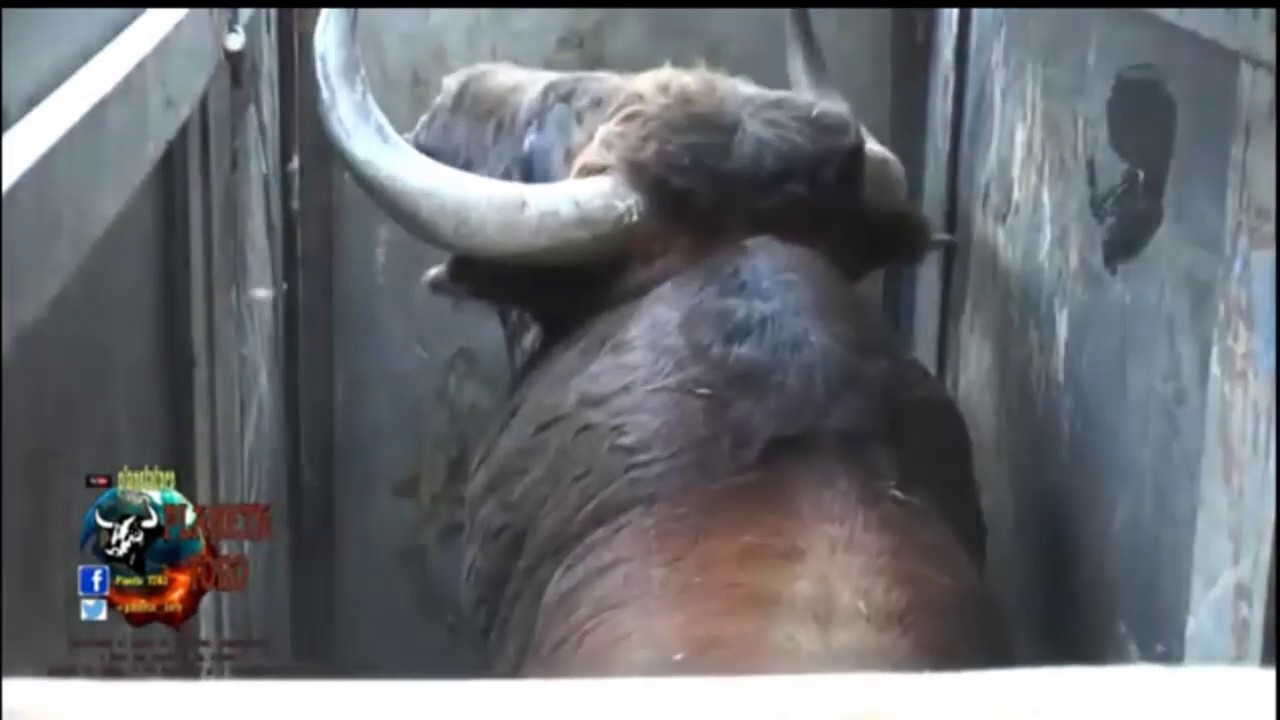 Clavando divisa al Toro