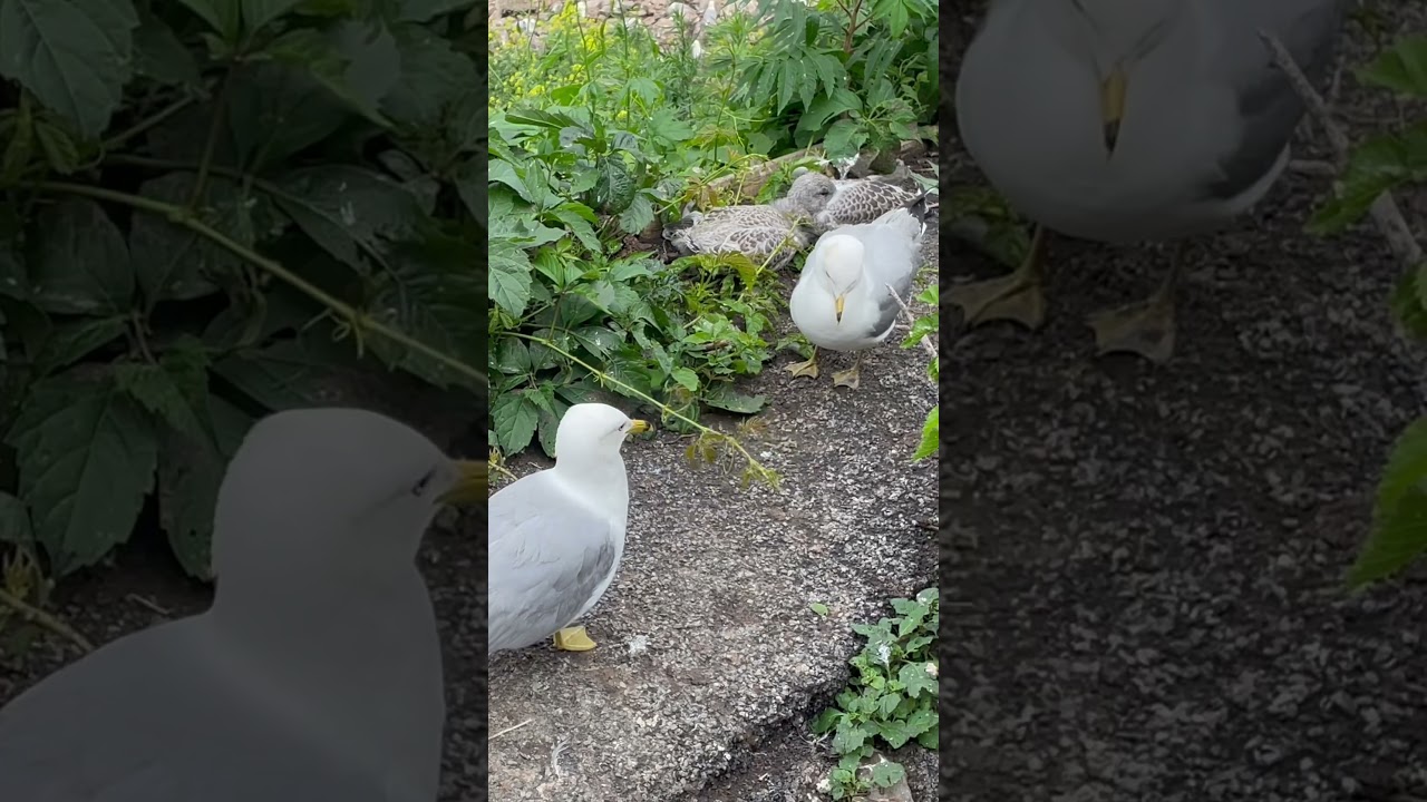 Magnificent Wildlife of Niagara Falls NY |  Seagulls and Niagara Falls Views