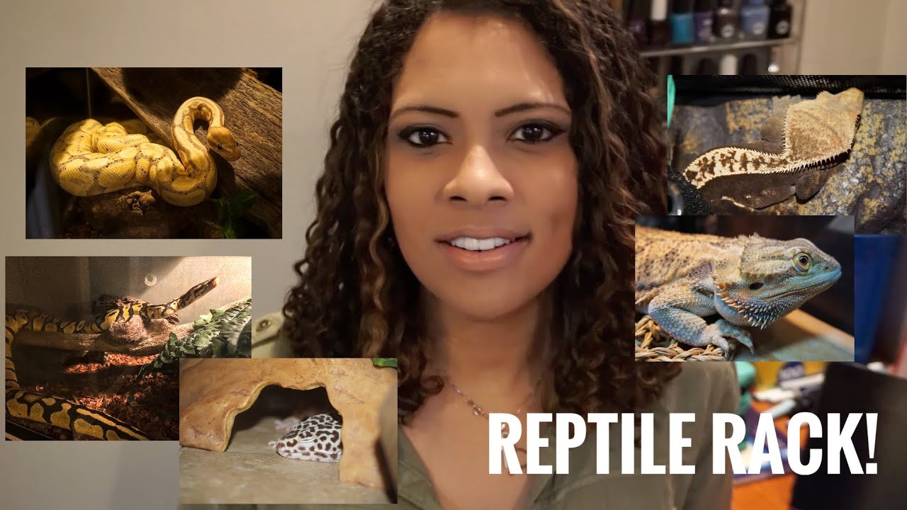Moving my Reptiles to a Shelving System! YouTube