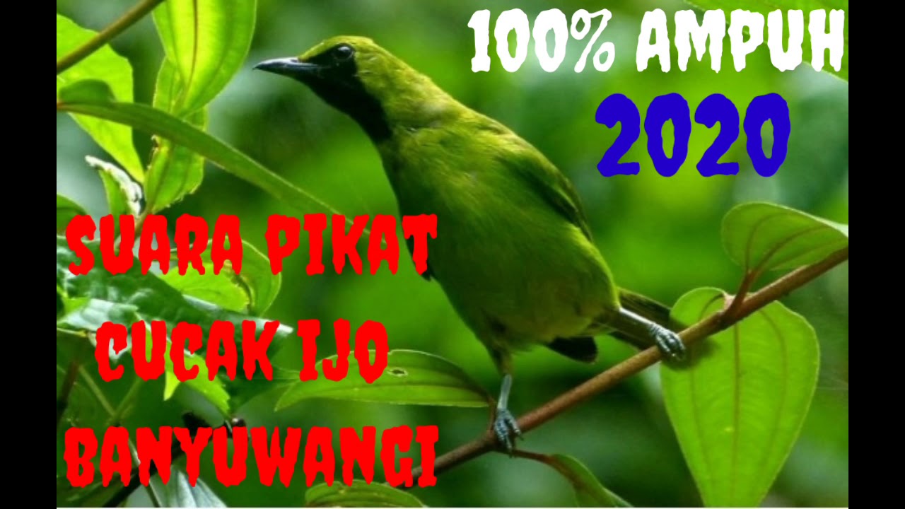 Suara pikat burung cucak ijo banyuwangi || 2020 