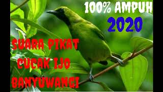 Suara pikat burung cucak ijo banyuwangi || 2020