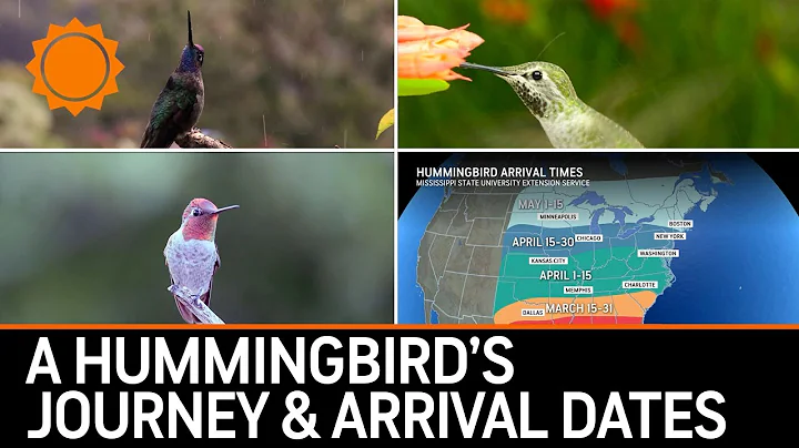 When Will Hummingbirds Arrive? Tiny Fliers' Epic Journey