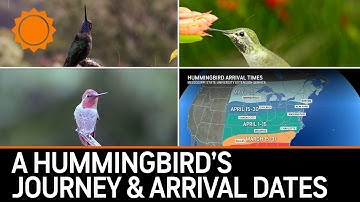 When Will Hummingbirds Arrive? Tiny Fliers