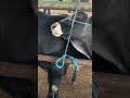 SHORTS İZLE#farming #animals #shorts #ciftlik #cow #shotrs #agricultu #short