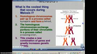 Chapter 11 Podcast 3: Meiosis