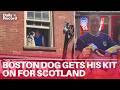 Boston dog shows true colours as he is kitted out in SCOTLAND TOP by Tartan Army