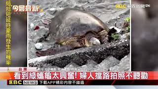 婦近拍騷擾上岸產卵綠蠵龜 恐挨罰30萬@newsebc