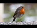 Červenka obecná (Erithacus rubecula),Rotkehlchen,European robin