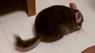 【縦動画】チンチラが脱走しました。