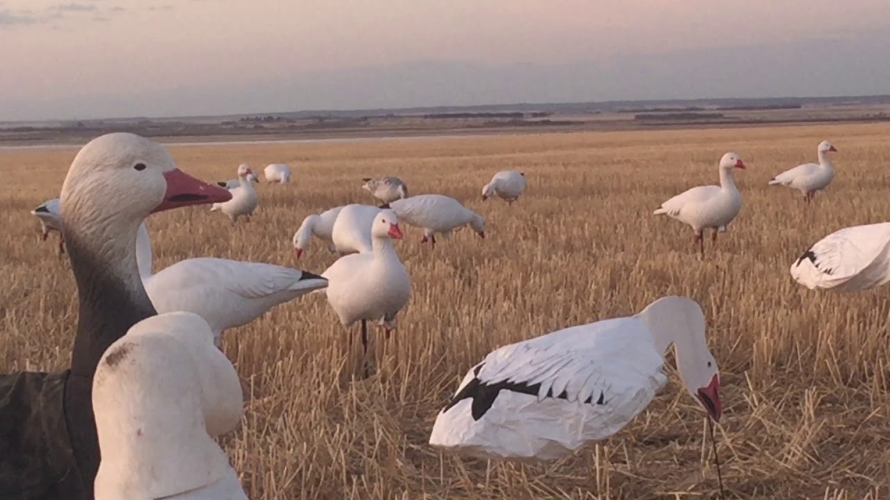 MVN Field Motion Decoy System Snow Goose Decoy Spread YouTube