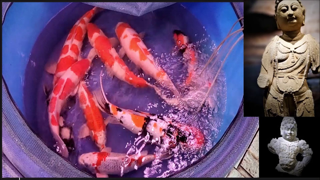 Japan Koi Selection - Nippon Koi Farm - YouTube