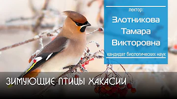 Зимующие птицы Хакасии