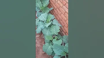 Growing Sukuma Wiki 