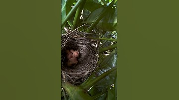 berburu anak burung cendet dapet 3 ekor #shors #burungcendet #bolang #cendeters #kicaumanianusantara