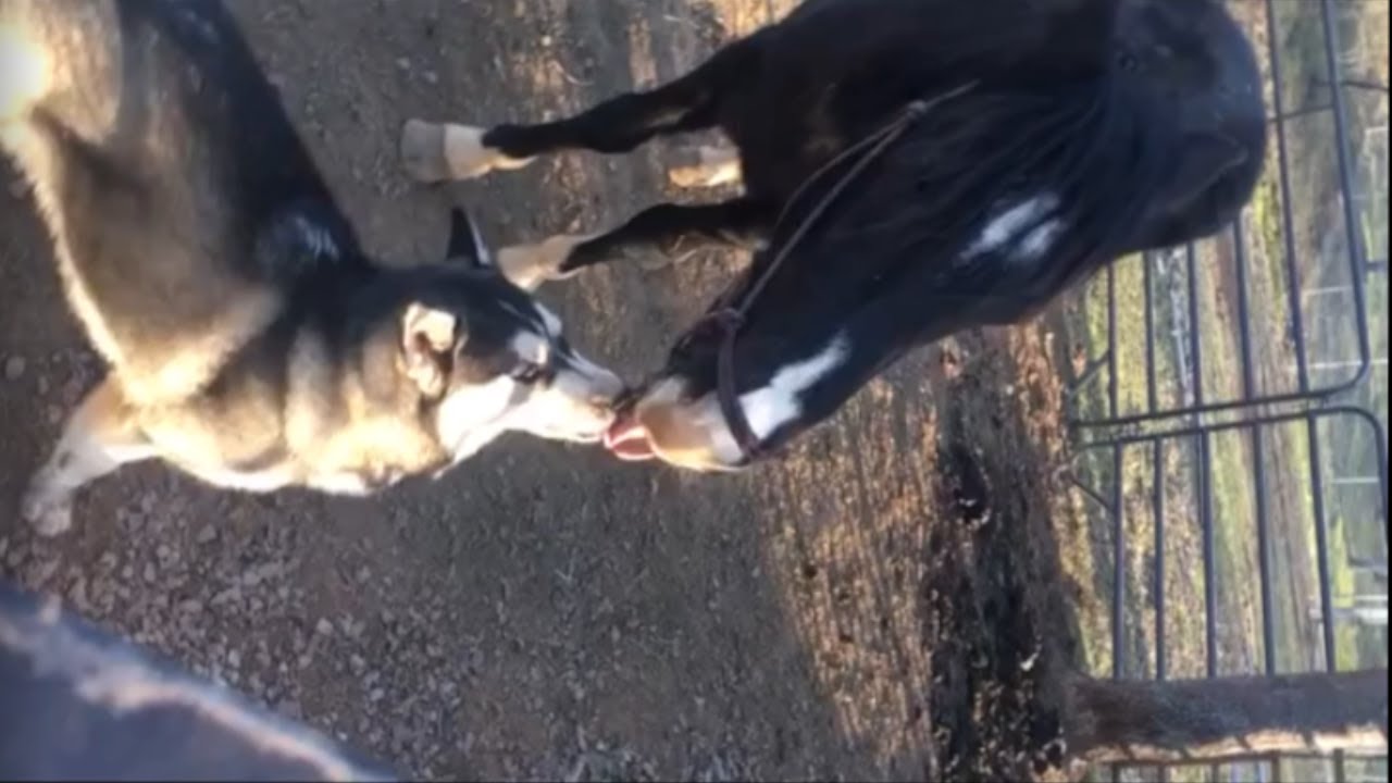 This crazy husky and his horse friend can't stop kissing each other